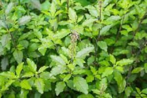 THE INDIAN HERB THAT WENT TO PERSIA 4 THE INDIAN HERB THAT WENT TO PERSIA