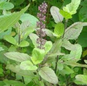 THE INDIAN HERB THAT WENT TO PERSIA